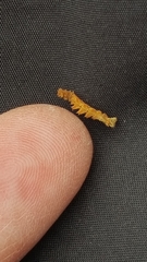 Nemoria rubrifrontaria