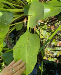 Alisma