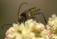 Lepturobosca chrysocoma