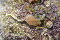 Aplousobranchia