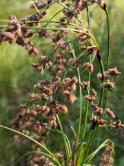 Scirpus