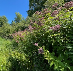 Eutrochium maculatum