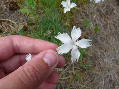 Dianthus plumarius