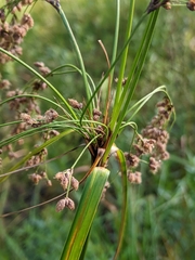 Scirpus