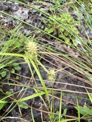 Carex cryptolepis