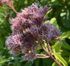 Eutrochium maculatum