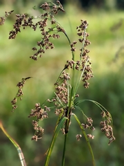 Scirpus