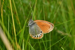 Coenonympha gardetta
