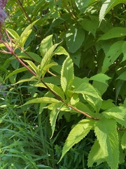 Eutrochium maculatum