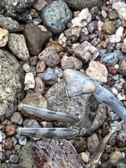 Stagmomantis limbata