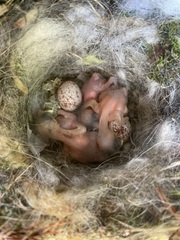 Baeolophus bicolor × atricristatus