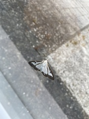 Cydalima perspectalis