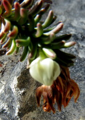 Erica calcareophila