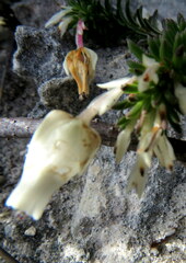 Erica calcareophila