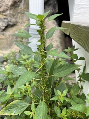 Acalypha rhomboidea