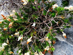 Erica calcareophila