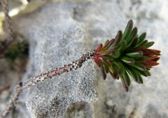 Erica calcareophila