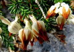 Erica calcareophila