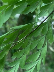 Asplenium neolaserpitiifolium