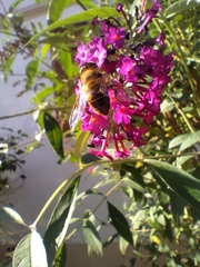 Eristalis tenax