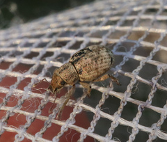 Strophosoma capitatum