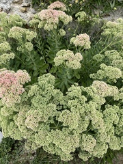 Hylotelephium maximum × spectabile