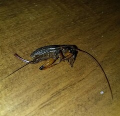 Gryllacrididae