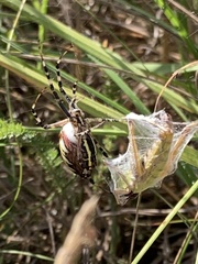 Argiope bruennichi