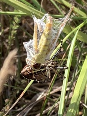 Argiope bruennichi