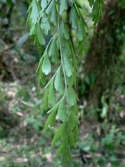 Asplenium neolaserpitiifolium