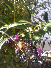 Eristalis tenax