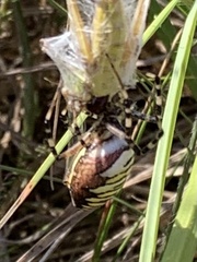 Argiope bruennichi
