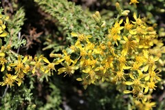 Ericameria ericoides