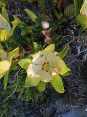 Leucadendron strobilinum