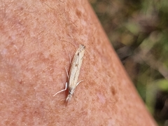 Agriphila inquinatella