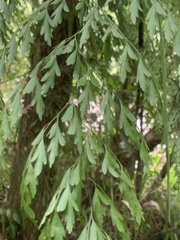 Asplenium neolaserpitiifolium