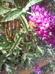 Eristalis tenax