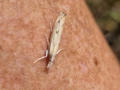 Agriphila inquinatella