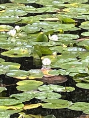 Nymphaea candida