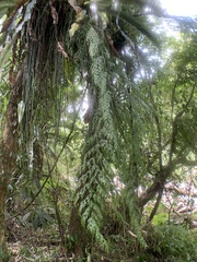 Asplenium neolaserpitiifolium