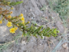 Dittrichia viscosa