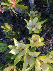 Leucadendron strobilinum