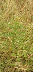 Cirsium arvense