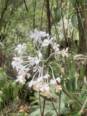 Calanthe triplicata