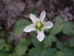 Parnassia fimbriata