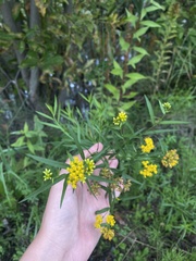 Euthamia graminifolia