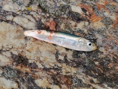 Sardina pilchardus