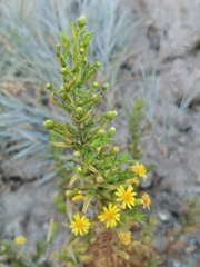 Dittrichia viscosa
