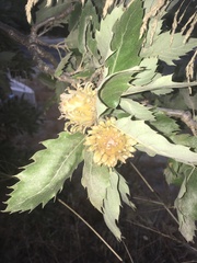 Quercus ithaburensis