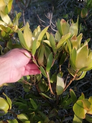 Leucadendron strobilinum